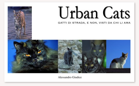 urbancat