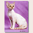 devonrex