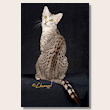 egyptian_mau