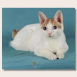 japanese_bobtail