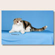 scottish_fold