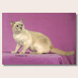 tonkinese