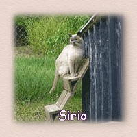 sirio