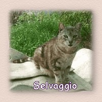 selvaggio