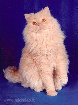 SELKIRK REX