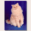 selkirk rex