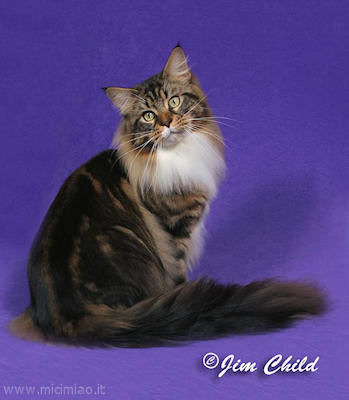 maine coon