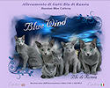 Blue Wind
