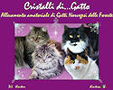 Cristalli di Gatto