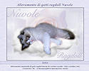 Ragdoll Nuvole