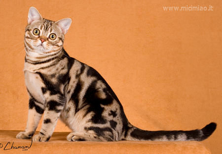 American shorthair