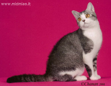 american wirehair