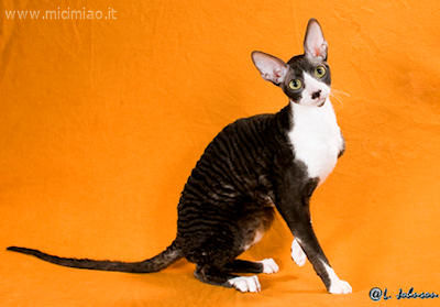 cornish_rex