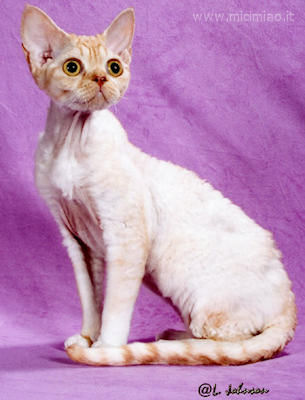 devon_rex