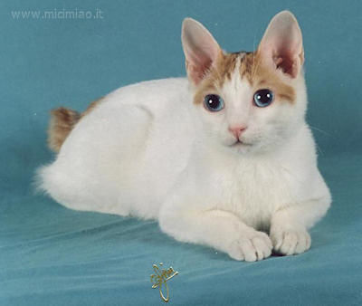 Japanese Bobtail