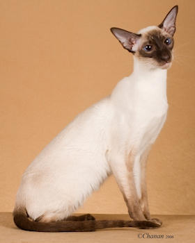 siamese