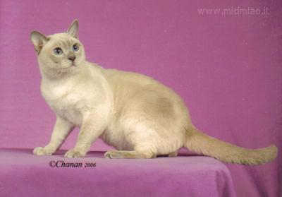 tonkinese